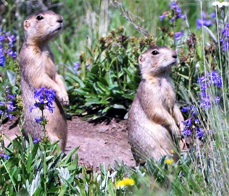 prairie dogs